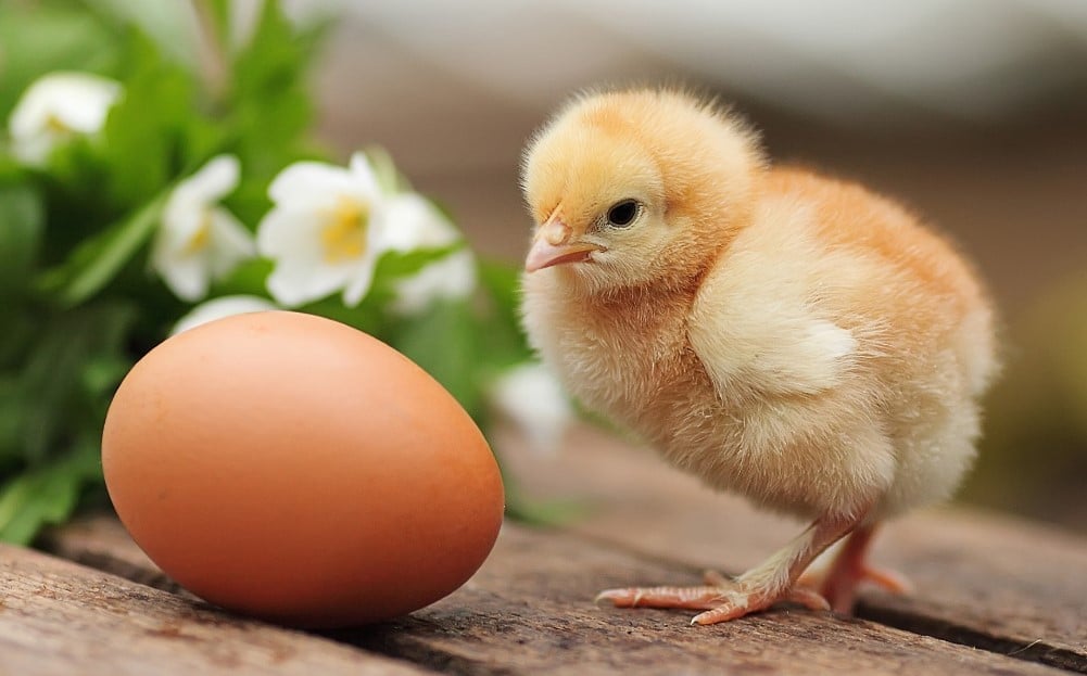 Mengenai-Mimpi-Dapat-Telur-Ayam-Kampung-Atau-Negeri