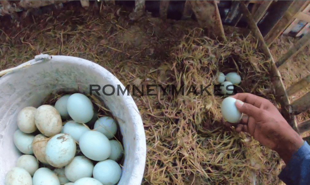 Mimpi Mengambil Telur Bebek Di Sawah Menurut Islam Dan Budaya Lokal Beserta Tafsirnya